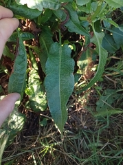 Rumex crispus