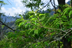 Prunus buergeriana
