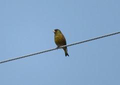Chloris sinica