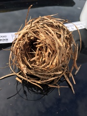 Muscardinus avellanarius