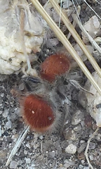 Sphaeropthalma arota