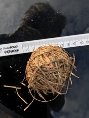 Muscardinus avellanarius