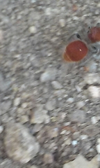 Sphaeropthalma arota