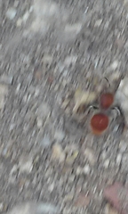 Sphaeropthalma arota