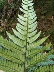 Arachniodes chinensis