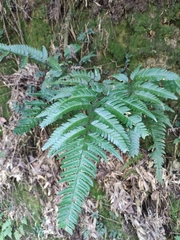 Arachniodes chinensis