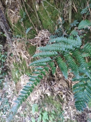 Arachniodes chinensis