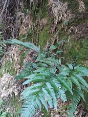 Arachniodes chinensis