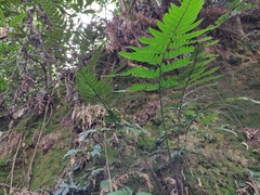 Arachniodes chinensis