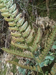 Arachniodes chinensis