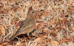 Naumann's Thrush photo 4