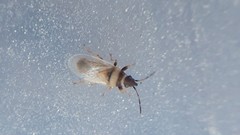 Oxycarenus pallens