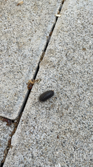 Armadillidium pallasii