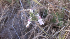 Pelargonium rapaceum