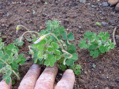 Oxalis imbricata