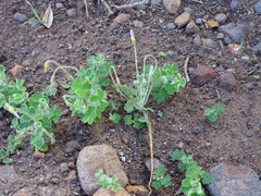 Oxalis imbricata