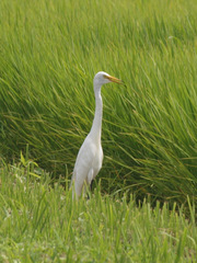 Ardea intermedia
