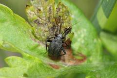 Orthocephalus funestus