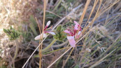 Pelargonium rapaceum