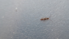 Entomobrya nigrocincta