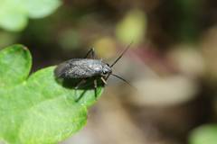 Orthocephalus funestus