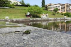 Nihonogomphus viridis