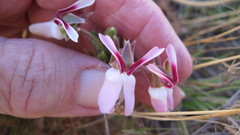 Pelargonium rapaceum