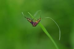 Nemophora albiantennella