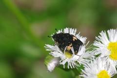 Glycyphana fulvistemma