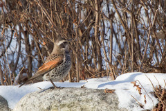 Turdus eunomus
