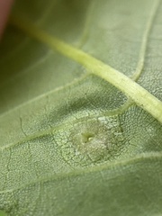 Phylloxera foveola