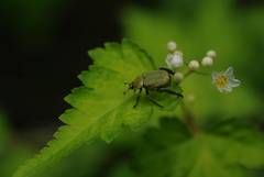 Hoplia communis