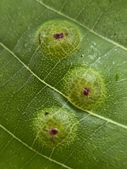 Phylloxera foveola