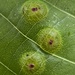 Phylloxera foveola - Photo (c) Emily Summerbell, algunos derechos reservados (CC BY), subido por Emily Summerbell