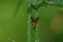 Xyphosia punctigera
