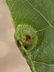 Phylloxera foveola