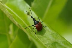 Phialodes rufipennis