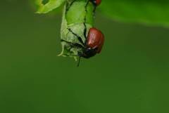 Phialodes rufipennis