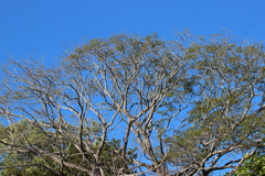 Enterolobium cyclocarpum