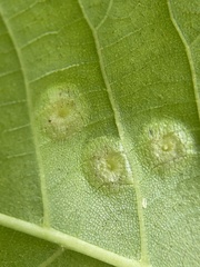 Phylloxera foveola