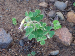 Oxalis imbricata