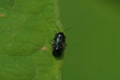 Cryptocephalus hyacinthinus