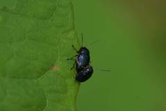 Cryptocephalus hyacinthinus