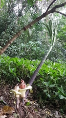 Amorphophallus prainii