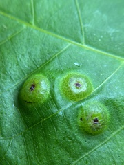 Phylloxera foveola