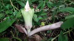 Amorphophallus prainii
