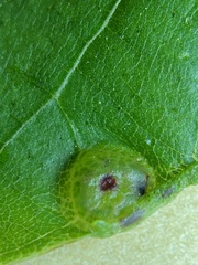 Phylloxera foveola