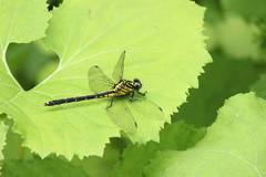 Asiagomphus melaenops