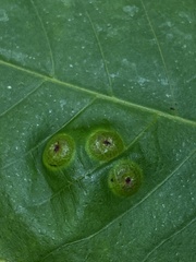 Phylloxera foveola