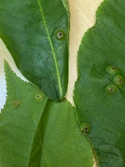 Phylloxera foveola